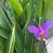 Load image into Gallery viewer, Pink Cocoon