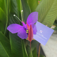 Load image into Gallery viewer, Pink Cocoon