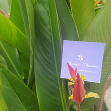 Load image into Gallery viewer, Pink Cocoon